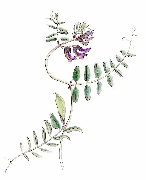 Bush Vetch.jpg - "Bush Vetch" - by Jackie Hunt